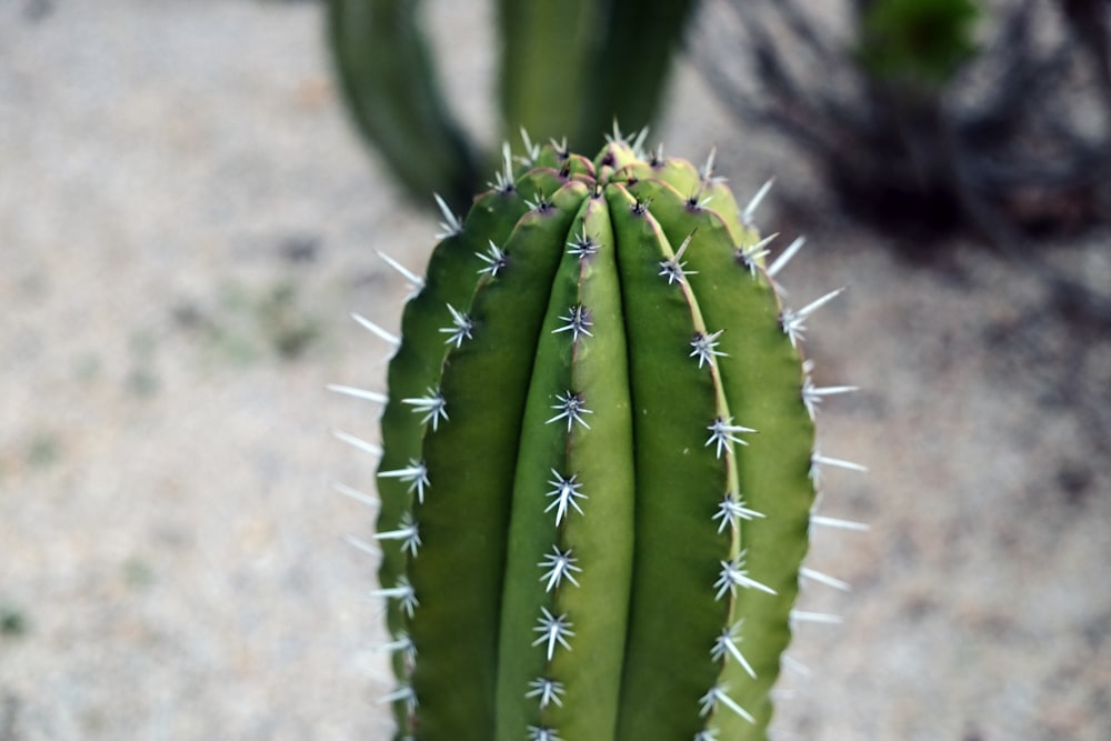 Photographie en gros plan de cactus vert