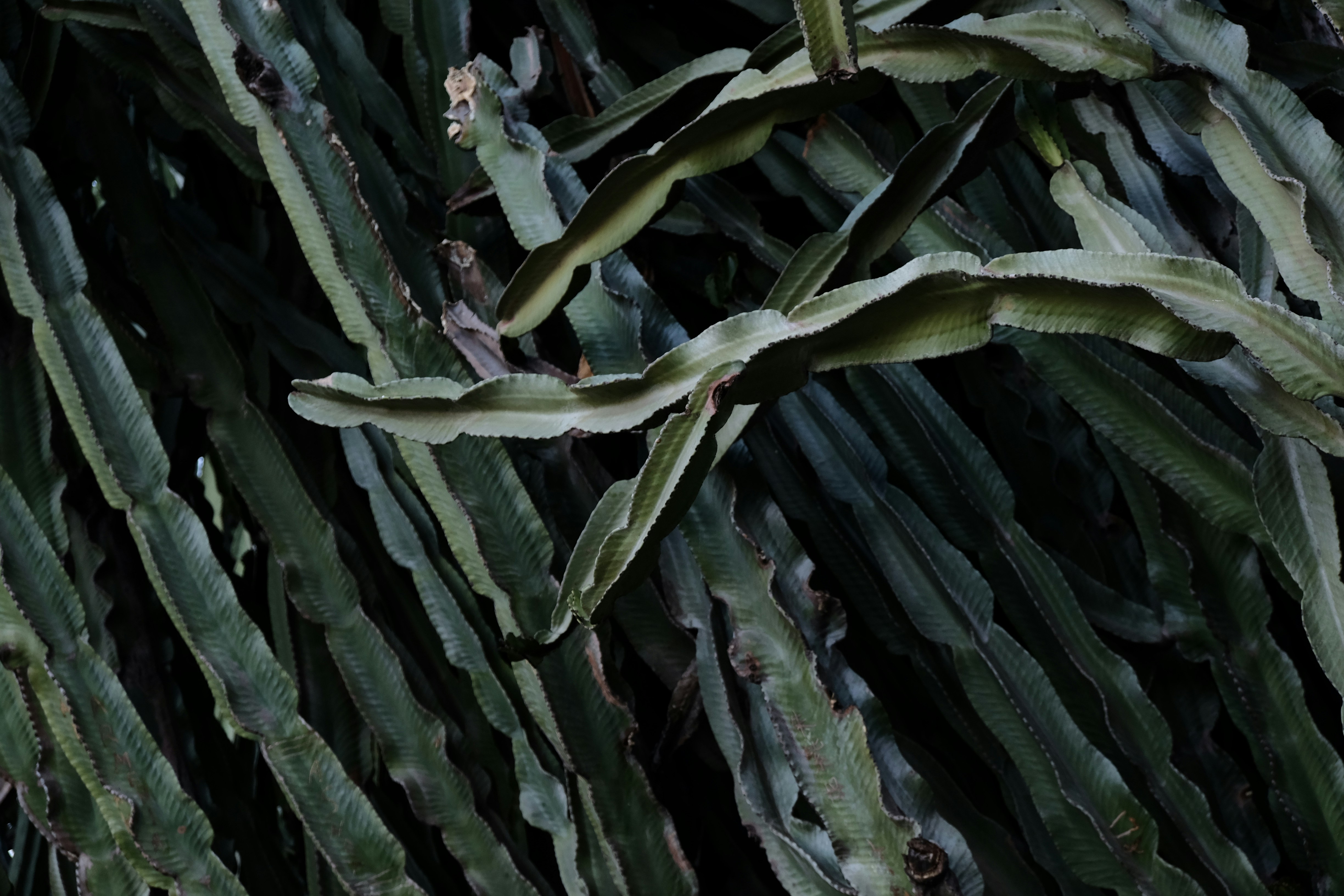 This cactus plant had to have metal support in order to stay up.