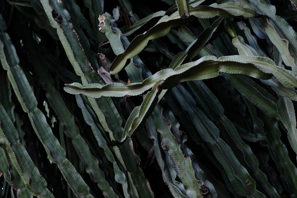 green cactus plant