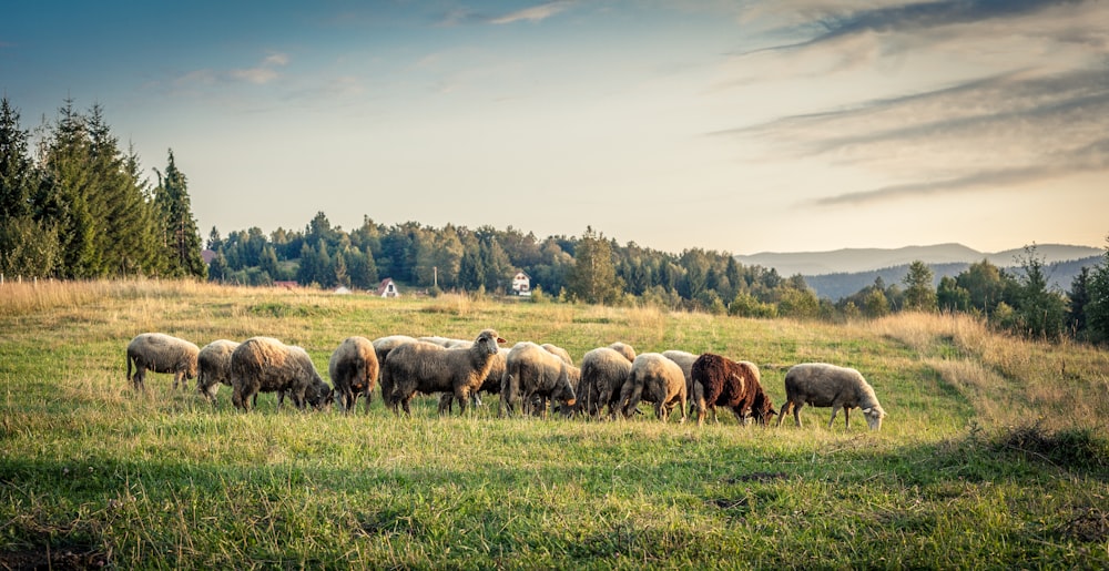 herd of sheep eating grass