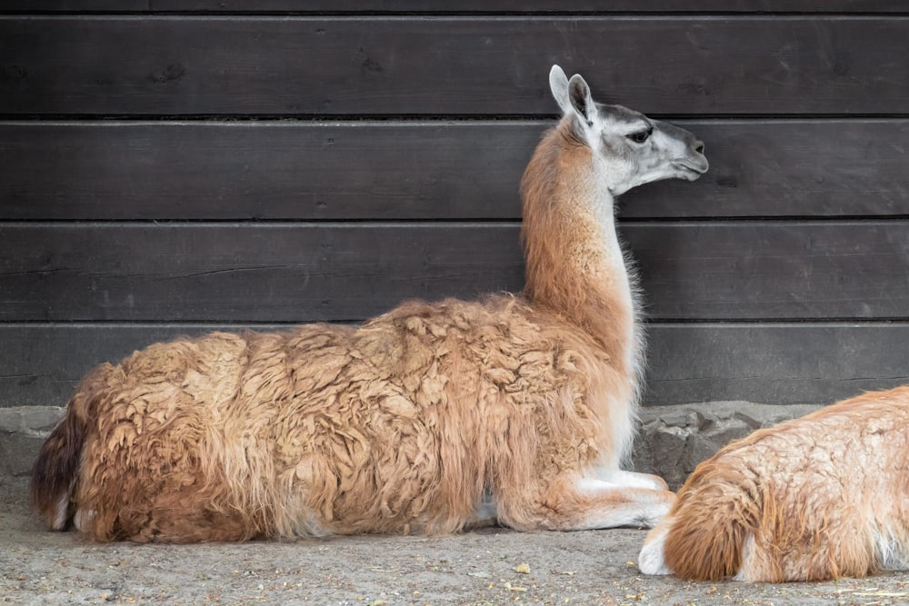 brown llamma next to brown wooden wall