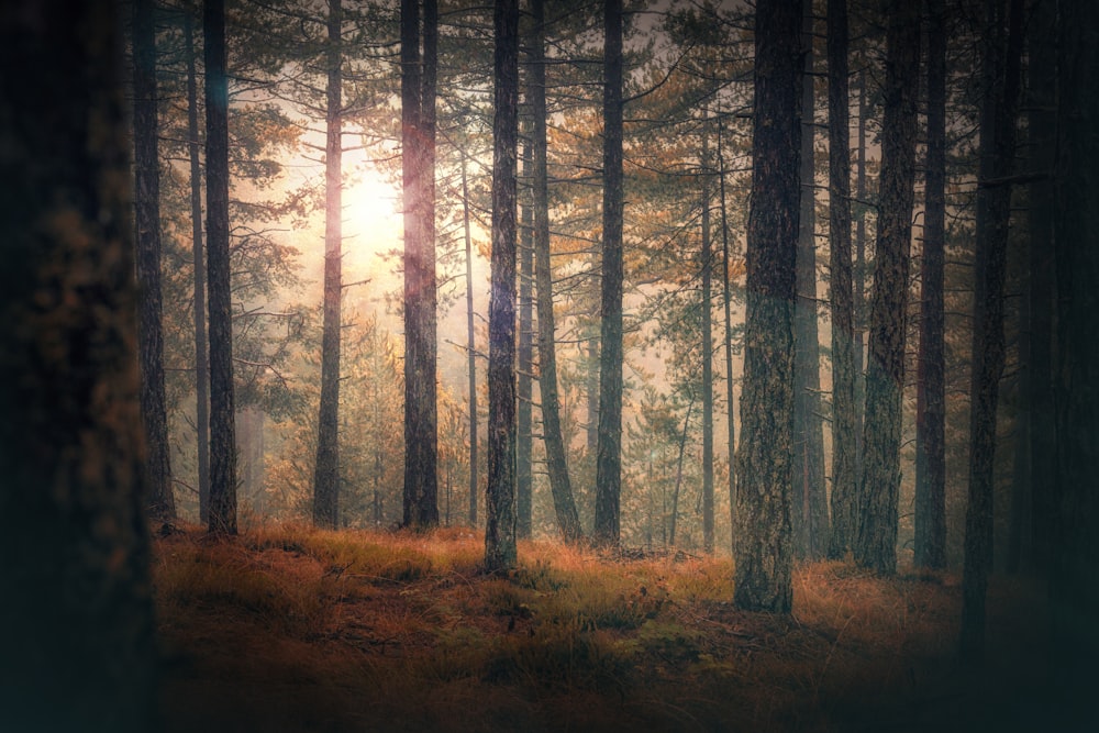 sun rays through the woods