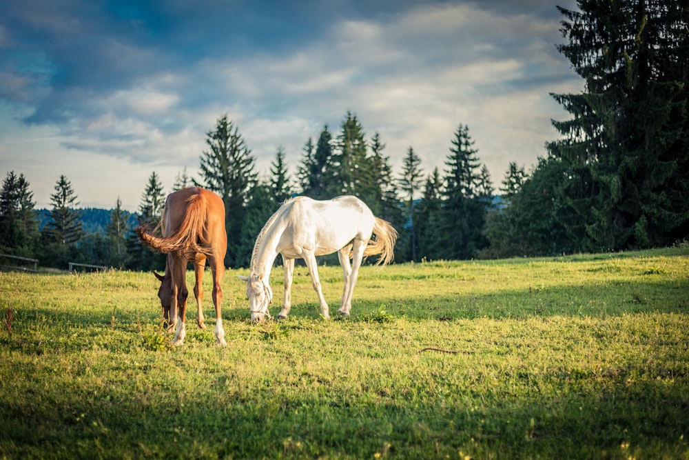 two brown and white horses on grass near trees