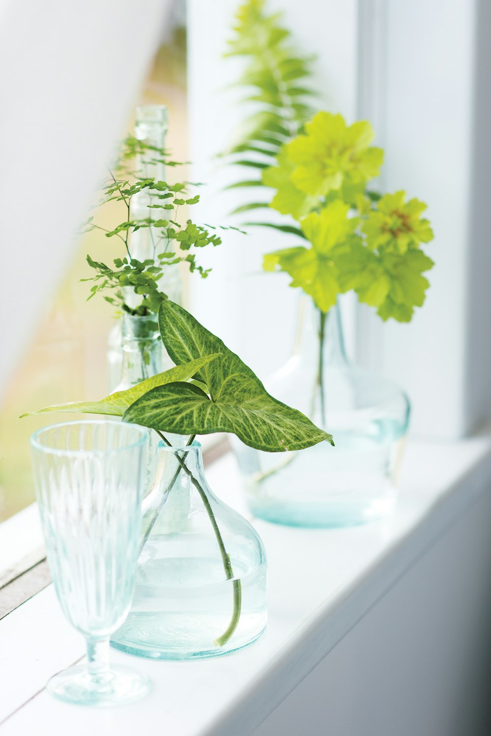 green leafed plant near the window