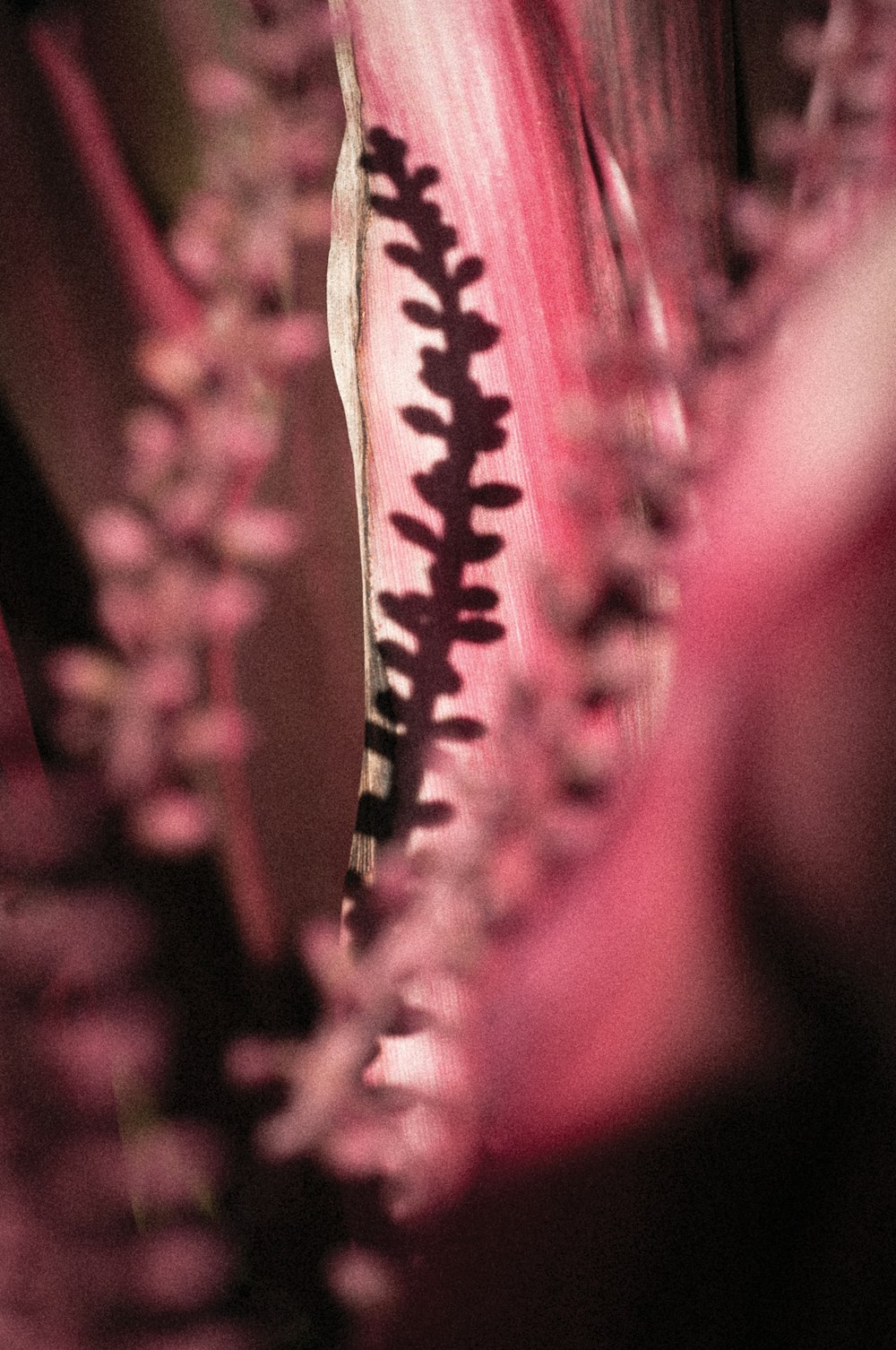 a close up of a flower with a blurry background