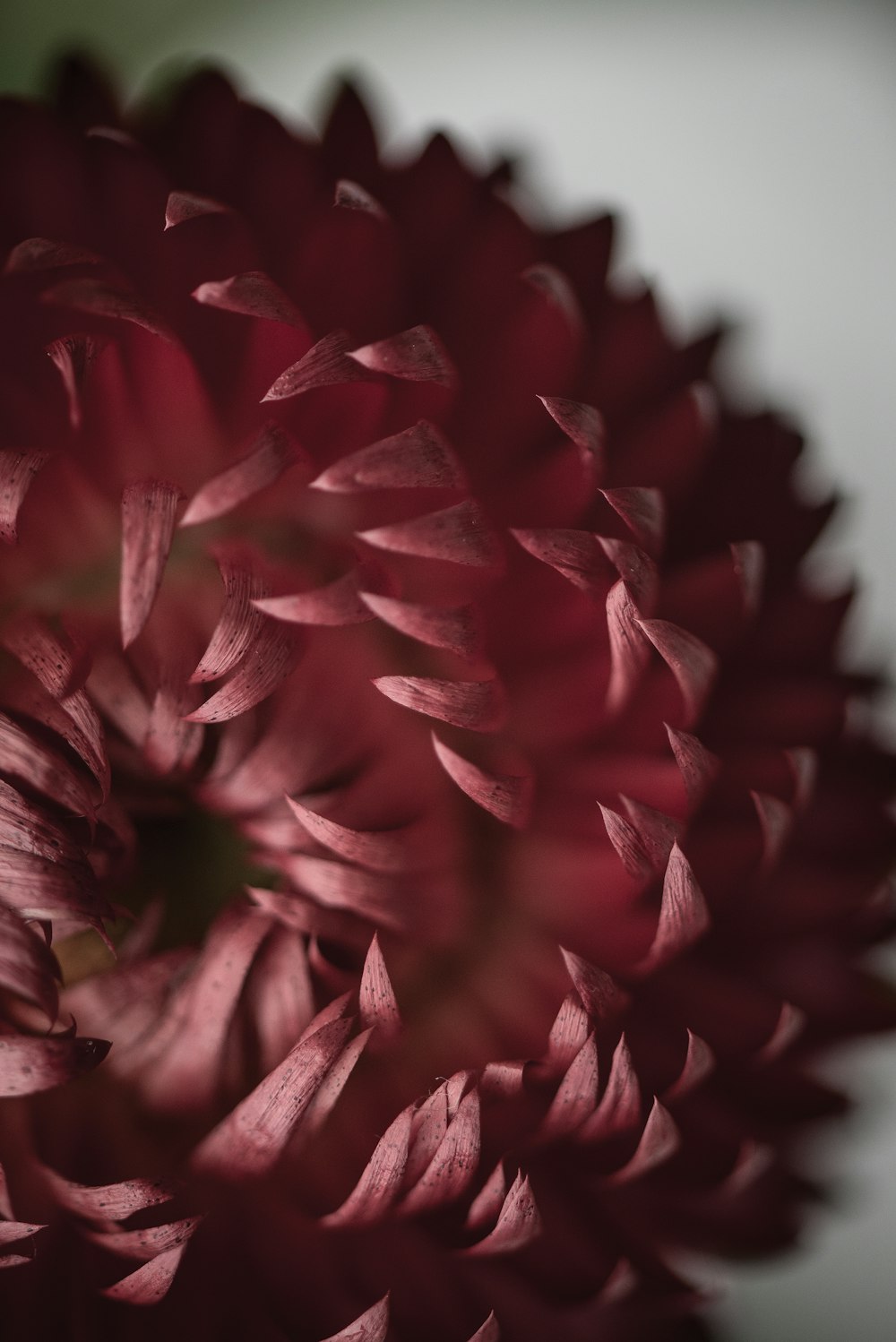 Photographie d’objectif à décalage d’inclinaison de pétale de fleur rouge