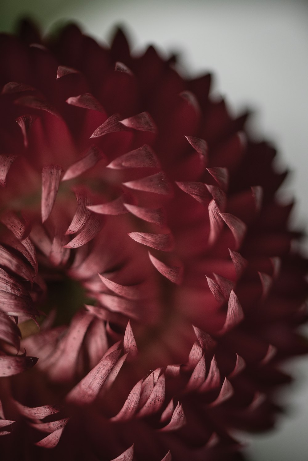 tilt shift lens photography of red flower petal