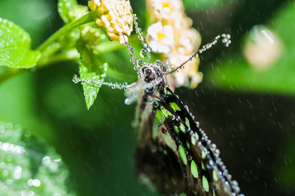 borboleta preta e verde na flor