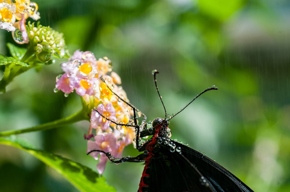 Schwarze Motte auf rosa Blütenblättern