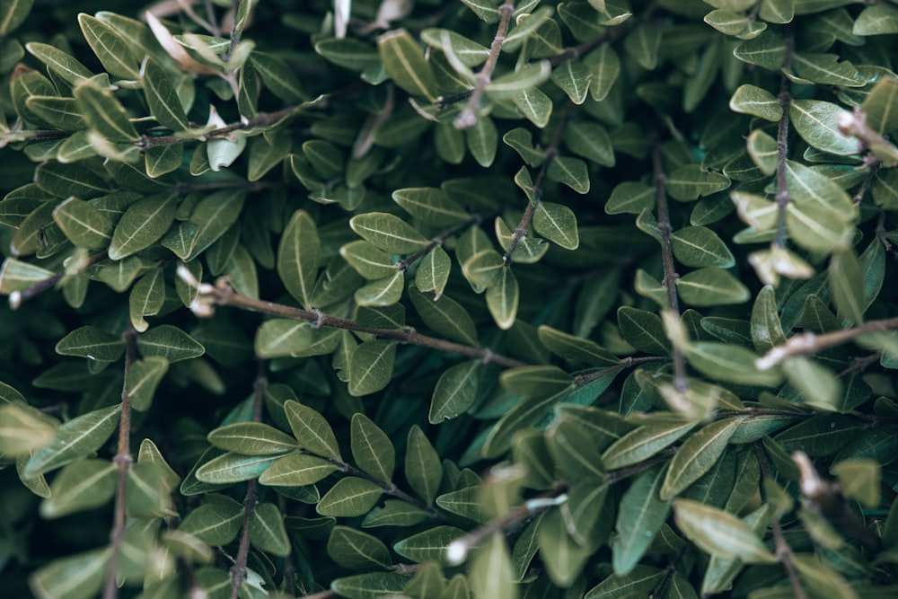 green leafed plants