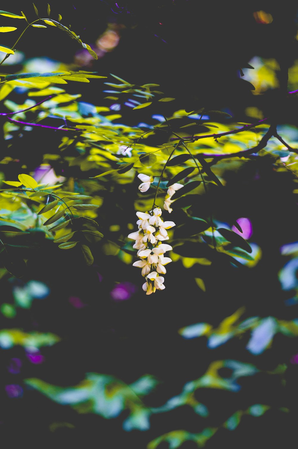 photo en gros plan de fleurs aux pétales blancs