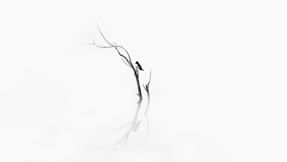 bird on bare tree art