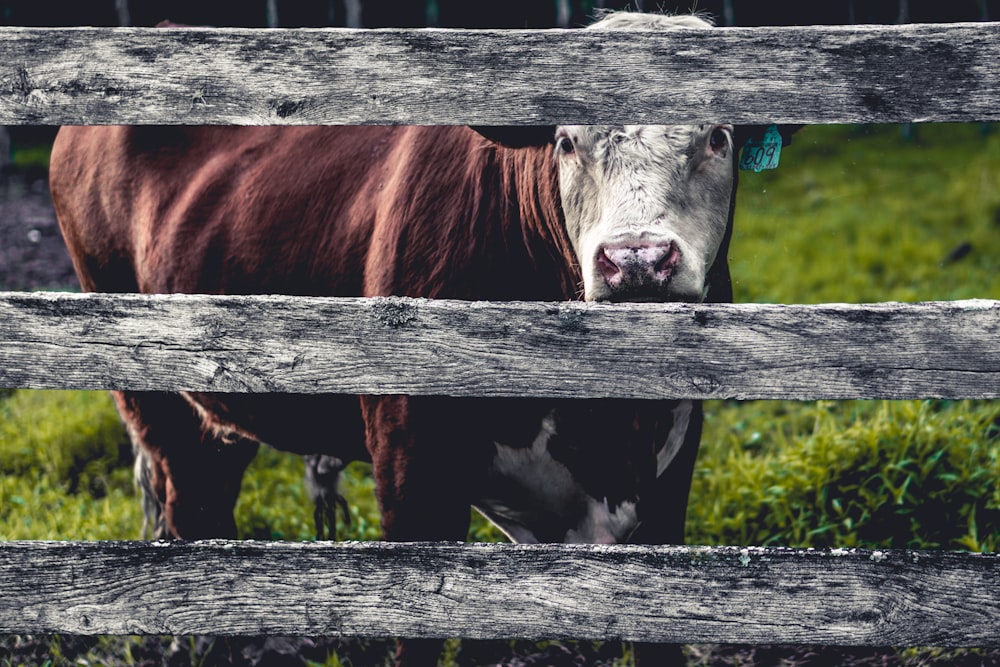 brown and white cattle behind gray wooden fence