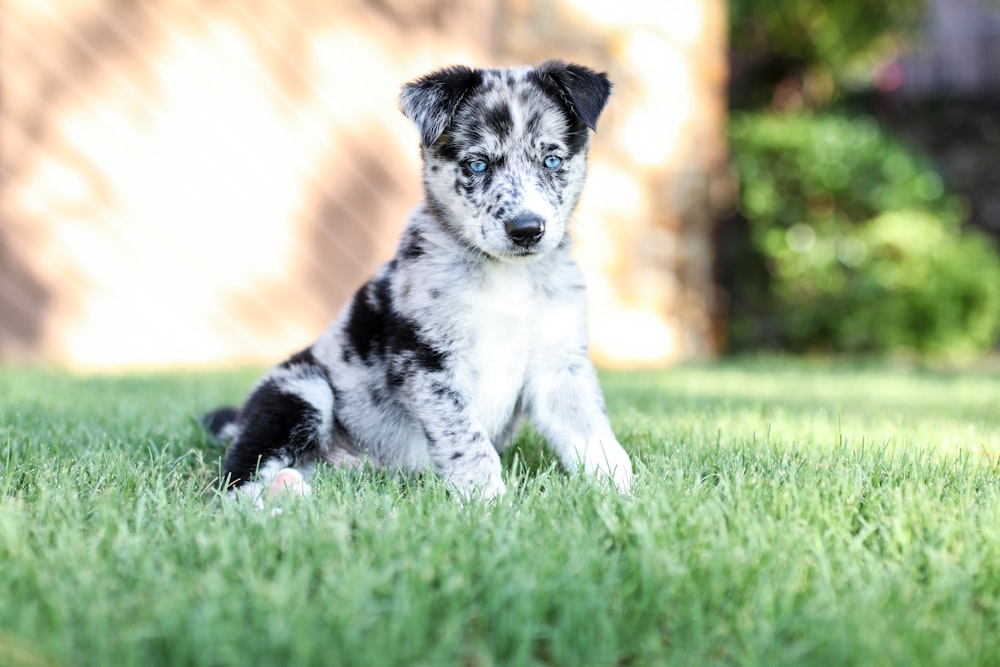 puppy sitting on grass