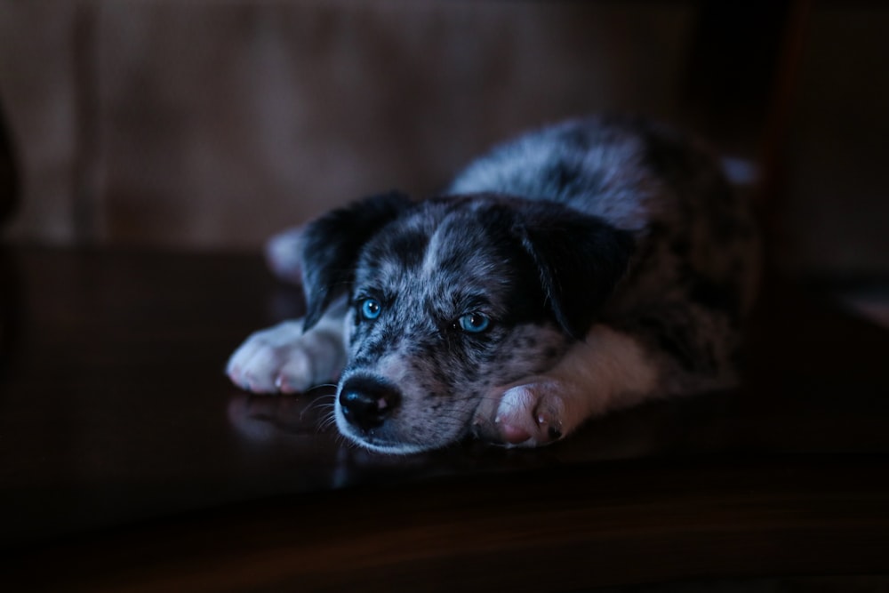 foto de foco seletivo de filhote de cachorro branco e preto deitado no chão