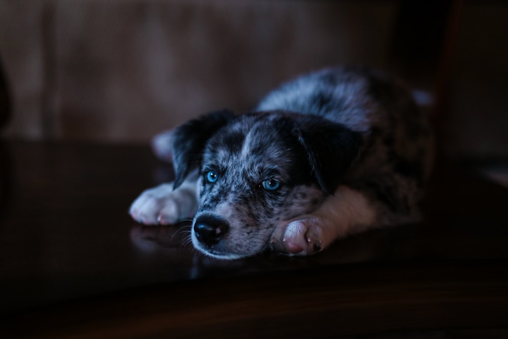 selective focus photo of white and black puppy lying on floor