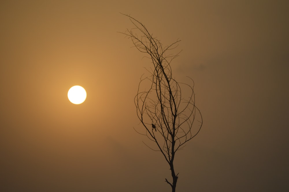 silhouette of tree