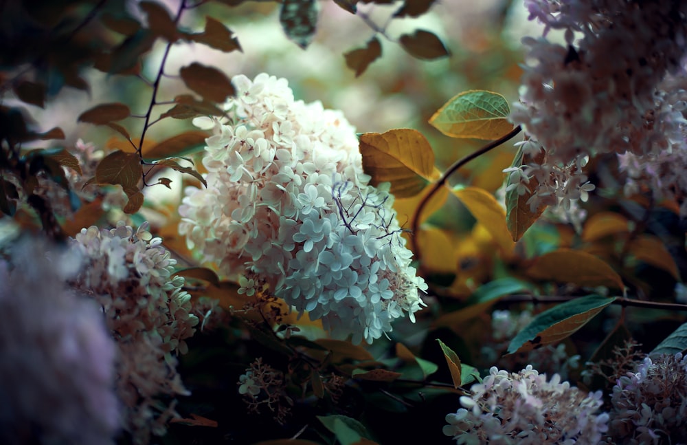 selective focus photo of white petaled flower