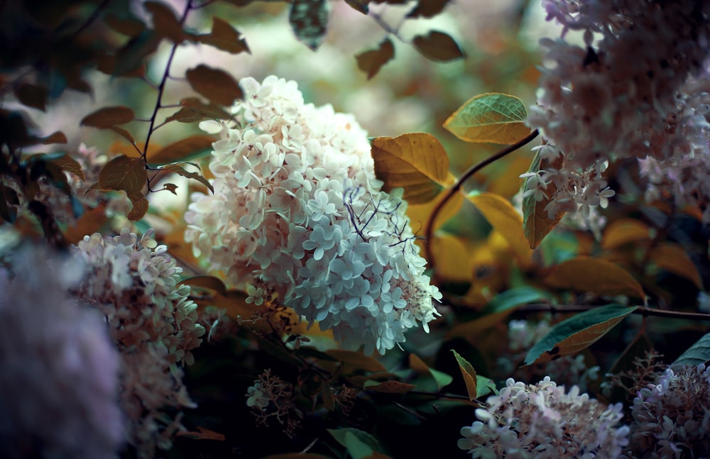 photo de mise au point sélective de fleur à pétales blancs