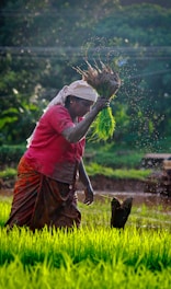 woman harvesting rice
