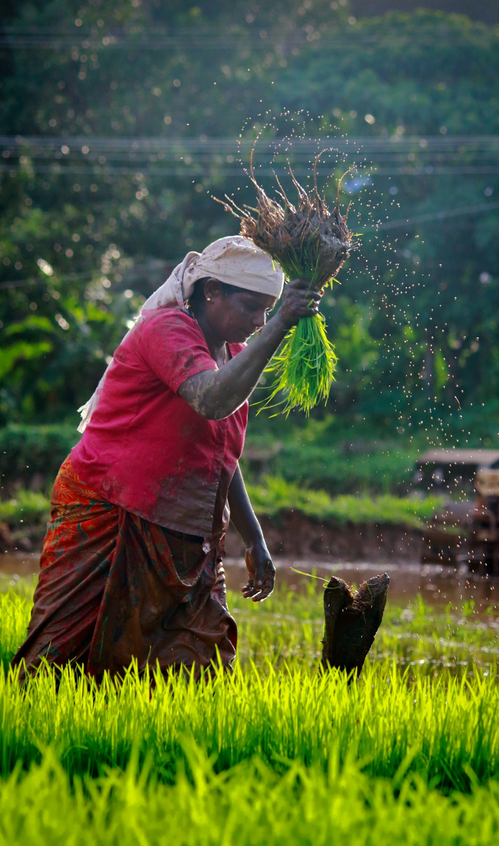 쌀을 수확하는 여자