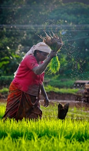 woman harvesting rice