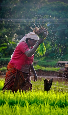 Harvesting