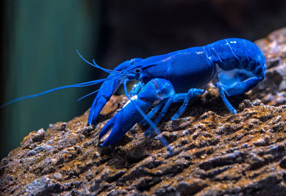 blue lobster on rock