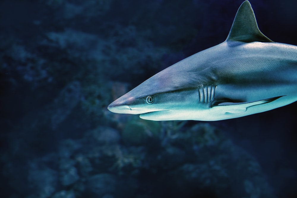 gray shark under water