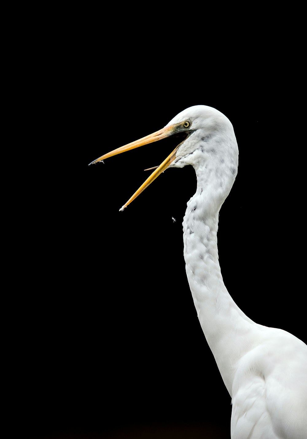 Fotografia a fuoco selettiva del cigno