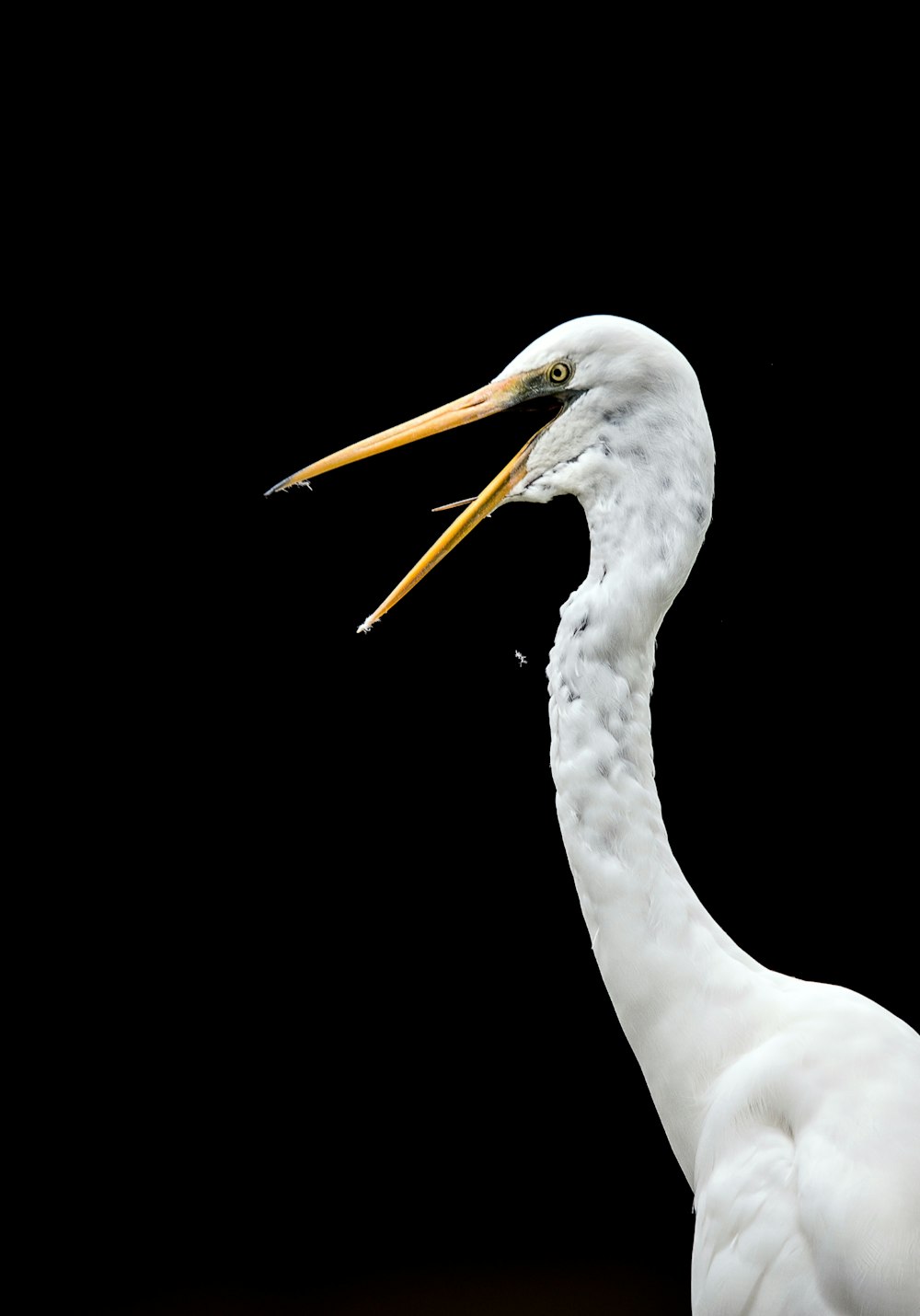 Fotografia de foco seletivo de Swan