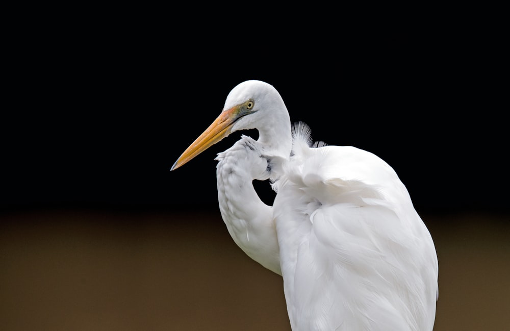 pelicano branco em pé