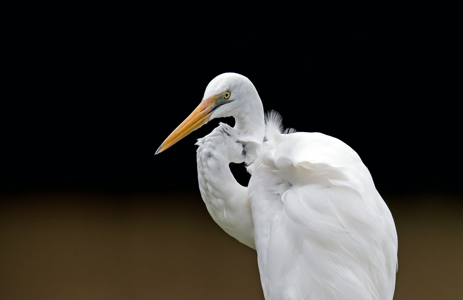 Sigma 150-600mm F5-6.3 DG OS HSM | S sample photo. White pelican standing photography