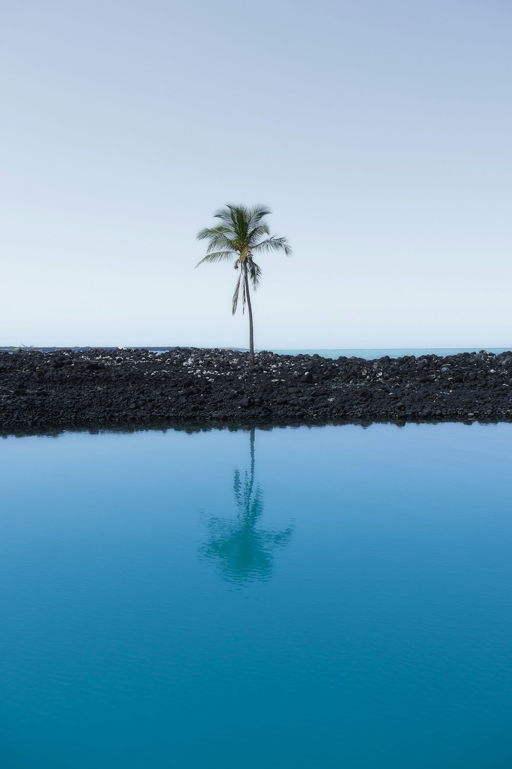 palm tree at the shore during day