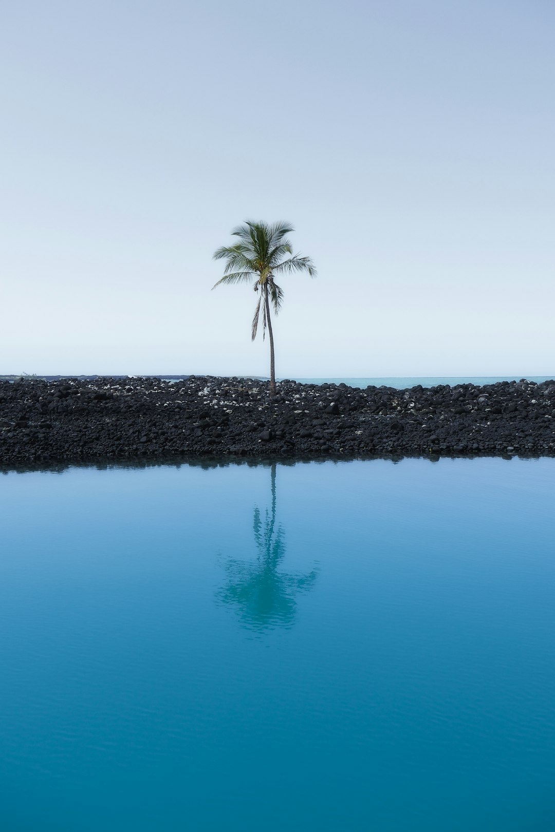 palm tree at the shore during day