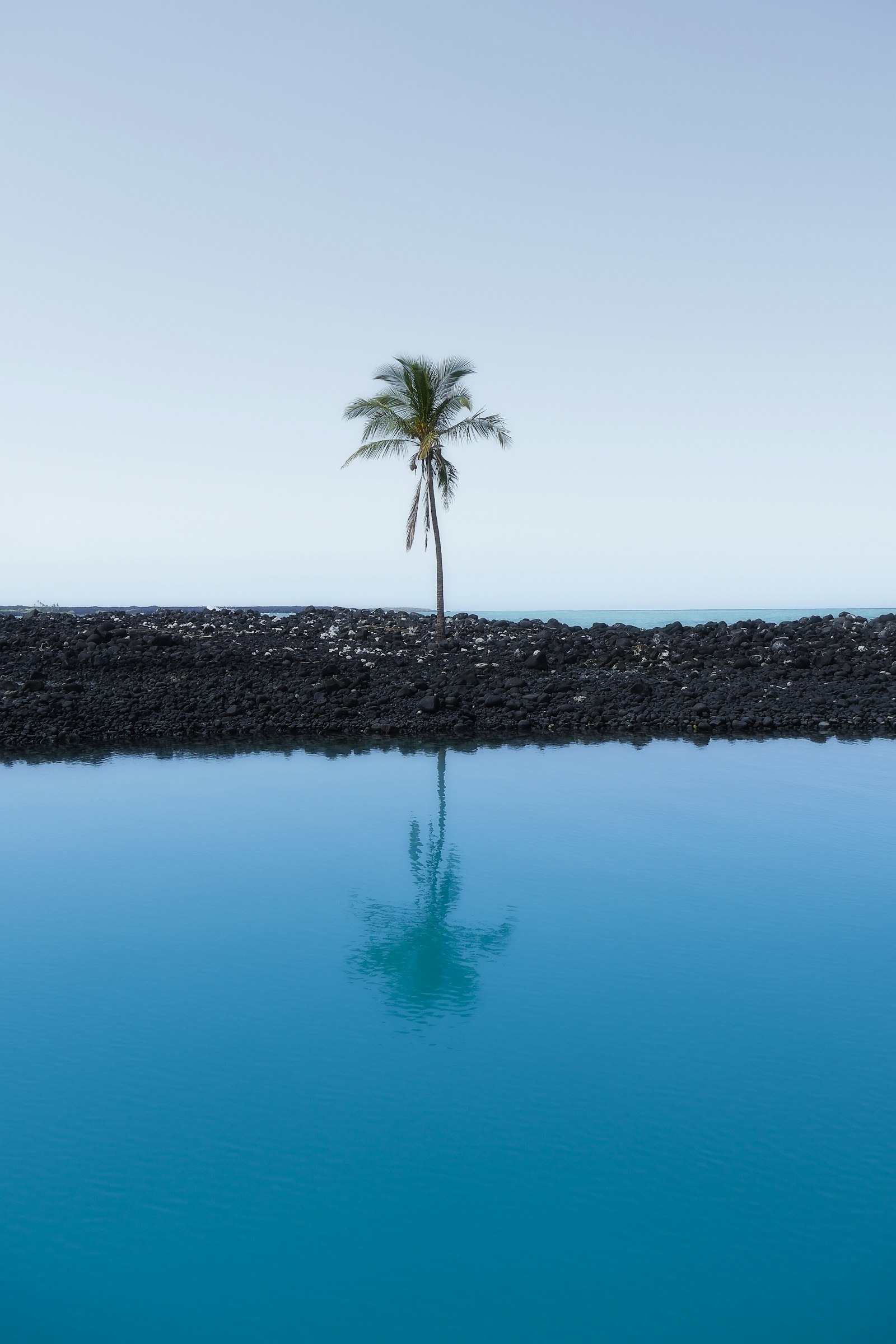 Panasonic Lumix G Vario 14-45mm F3.5-5.6 ASPH OIS sample photo. Palm tree at the photography