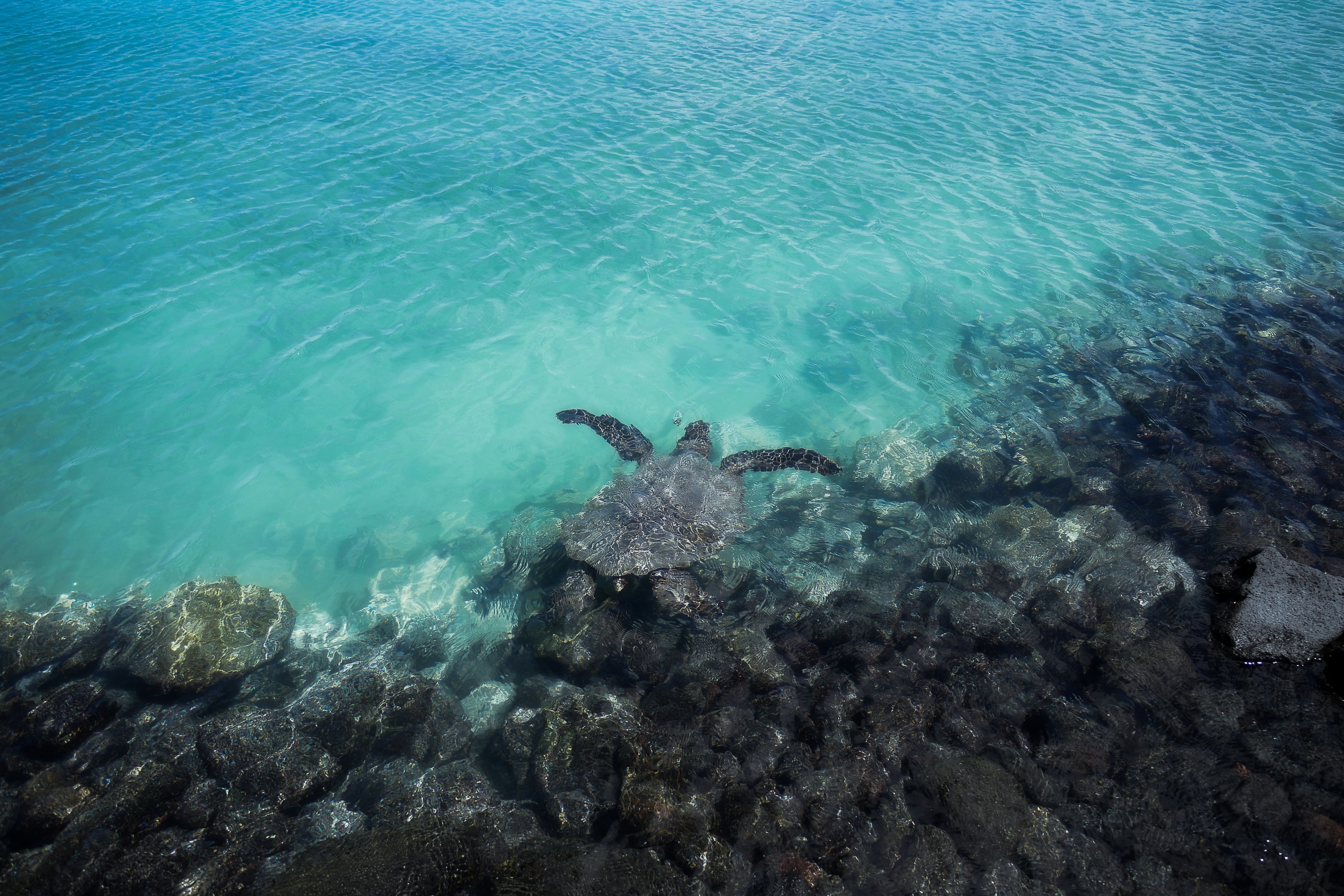 tortoise swimming in sea