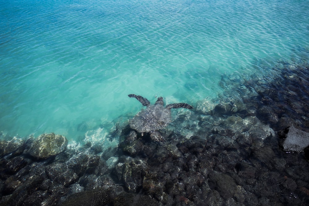tortoise swimming in sea