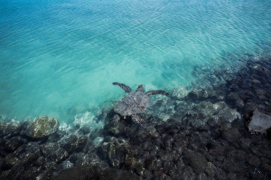 tortoise swimming in sea in Hawaii United States