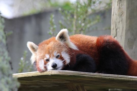 white and brown animal lying on wooden table in Auckland Zoo New Zealand