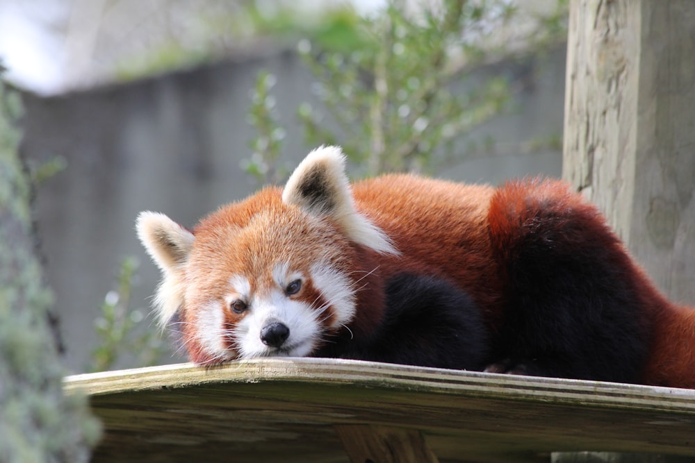 white and brown animal lying on wooden table