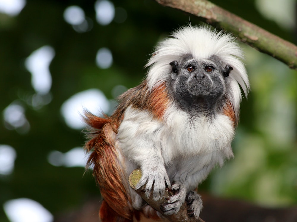 mono blanco y marrón sentado en la rama del árbol