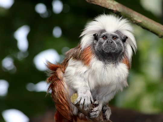 white and brown monkey sitting on the tree branch in Auckland Zoo New Zealand