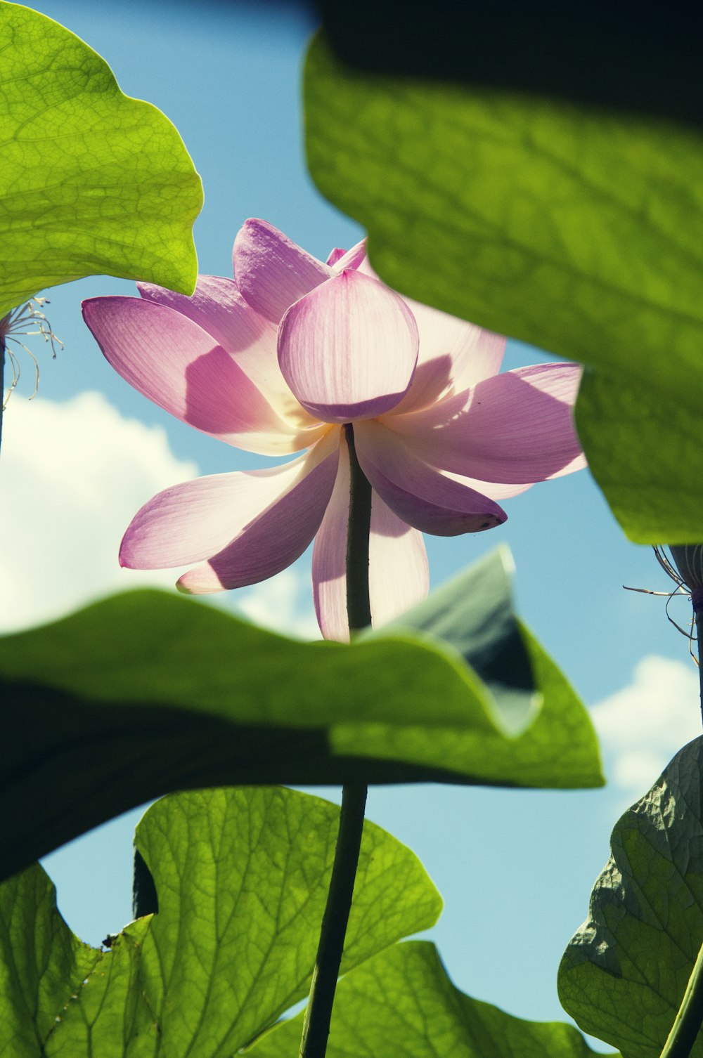 Fotografia a fuoco selettiva del fiore di loto rosa