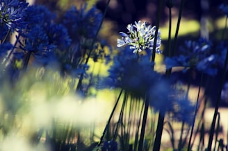 A delicate blue and white floral arrangement inspired by a forest theme, symbolizing the wedding invitation style.