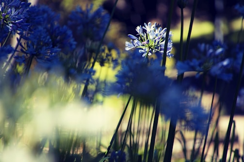 A delicate blue and white floral arrangement inspired by a forest theme, symbolizing the wedding invitation style.