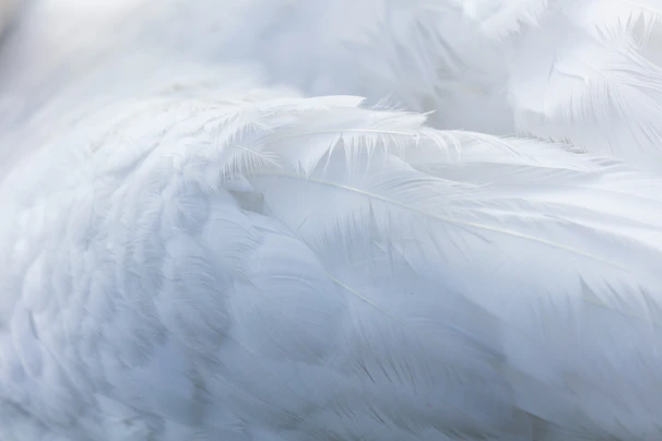 person taking photo of white feather