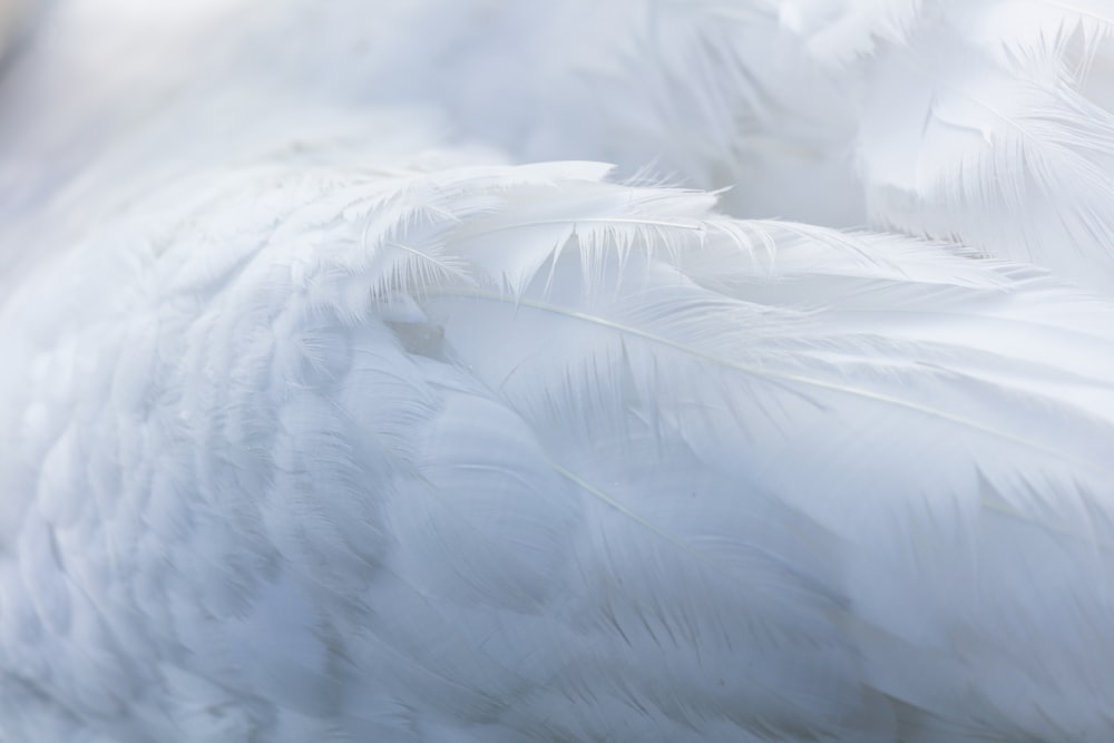 White Feathers Stock Photo - Download Image Now - Feather, Stack, White  Color - iStock