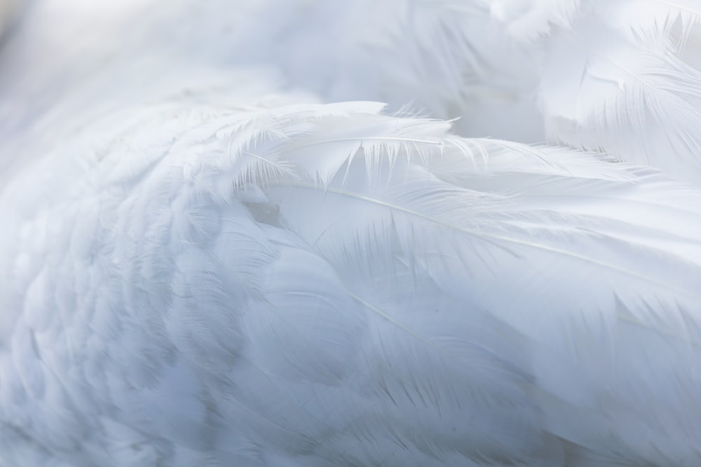 person taking photo of white feather