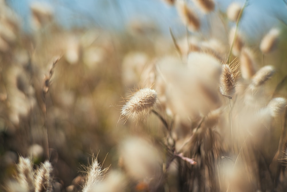 Photographie en gros plan de l’herbe brune